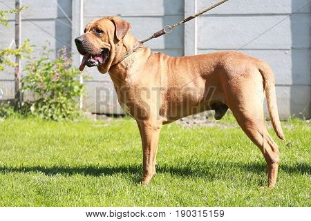 Clever tosa inu breed dog with the breeder