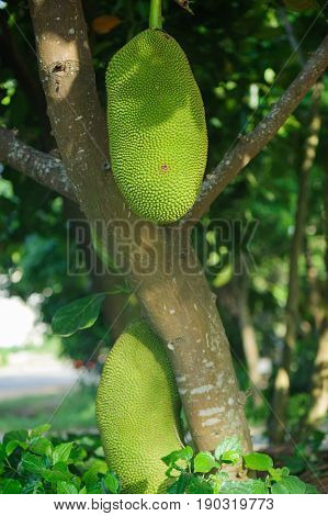 jackfruit in growth on tree in tropical forest