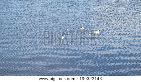 Mallard duck floating on the calm lake. Looklike the relaxing and freedom.