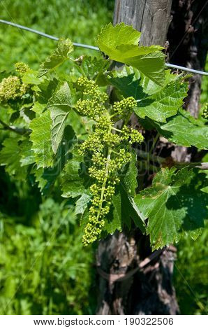 Small prosecco bunches from valdobbiandene in italy