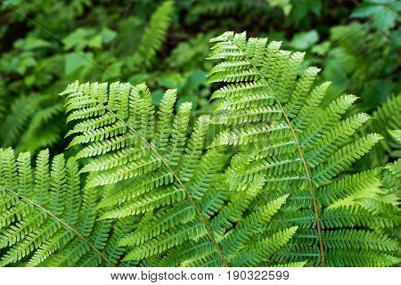 Fern leaf with water drops close-up rich green color