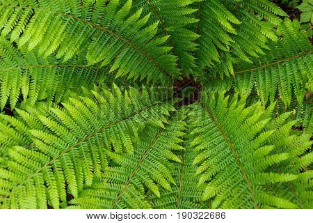 Fern leaf with water drops close-up rich green color