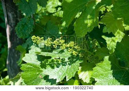 Small prosecco bunches from valdobbiandene in italy