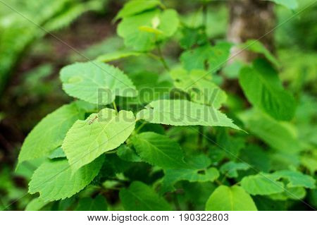 Fern leaf with water drops close-up rich green color