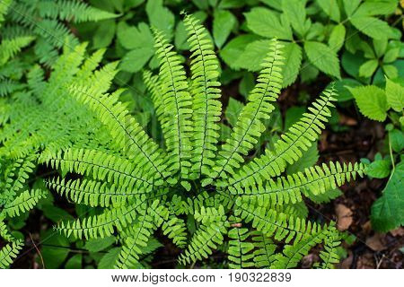 Fern leaf with water drops close-up rich green color