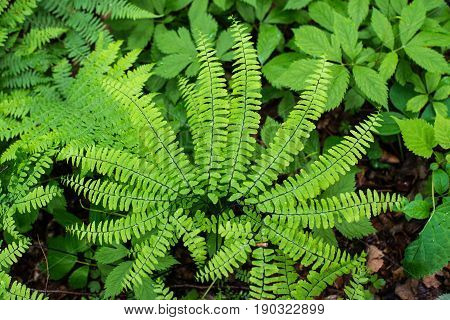 Fern leaf with water drops close-up rich green color