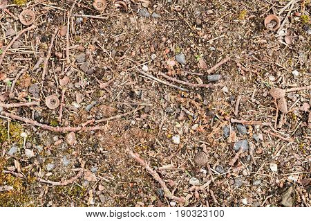 Podzol Forest Closeup Of The Cap Of The Acorn, Last Year's Foliage, Branches