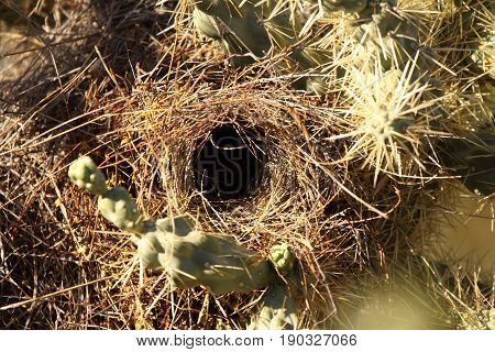 The nest of a Cactus Wren in a cactus in southern Arizona.