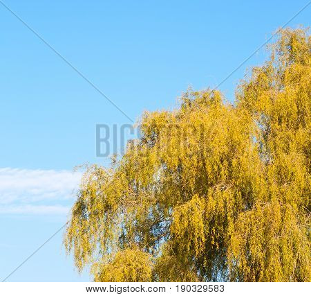 Branches Of Willow Weeping