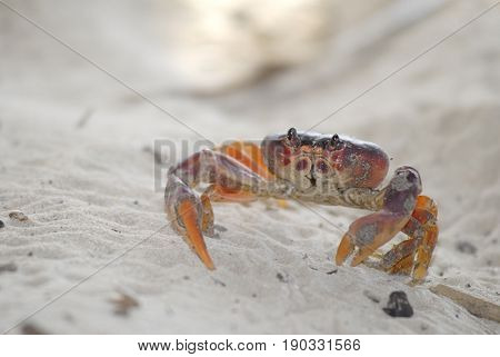Extreme close-up image of crab exploring the beach