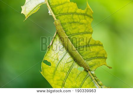 Chocolate Albatross (appias Lyncida) Caterpillar