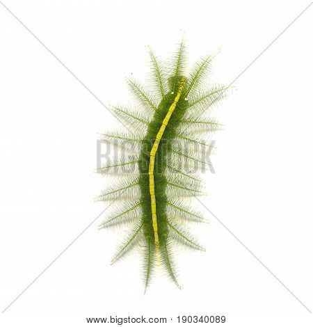 Mango Baron (euthalia Aconthea) Caterpillar