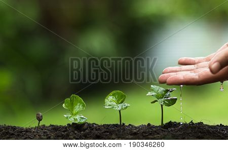 plant a tree,Grow coffee trees, freshness, hands protecting trees, watering, growing, green,