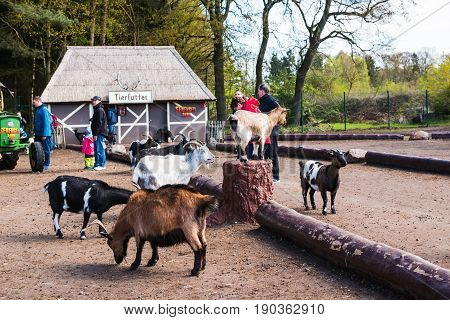 Goats In Zoo Safari Park Named Serengeti Park In Hodenhagen In 2