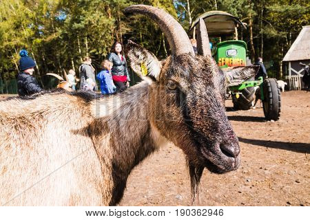 Goats In Zoo Safari Park Named Serengeti Park In Hodenhagen In 2
