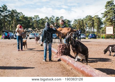 Goats In Zoo Safari Park Named Serengeti Park In Hodenhagen In 2