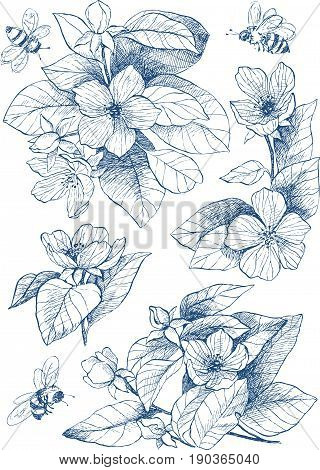 Botanical detailed illustration set in blue tone. Engraving style. Hand drawing illustration. Vector. Flowers of apple tree