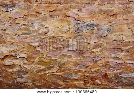 Pine wood bark section detail. Timber industry. Nature background. Horizontal
