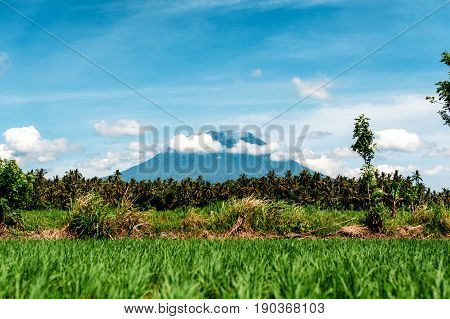 Mount Agung or Gunung Agung. A view of a sacred and famous Balinese volcano with a green rice field in the foreground. Bali Indonesia