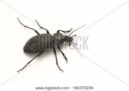 Runner Leatherback (coriaceus Carabus) a predatory beetle