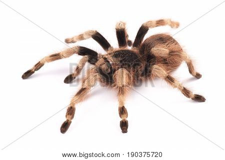Tarantula spider female (Nhandu coloratovilosum) on a white background