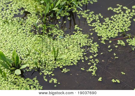 Lentilles d'eau