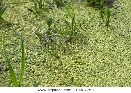 Lentilles d'eau