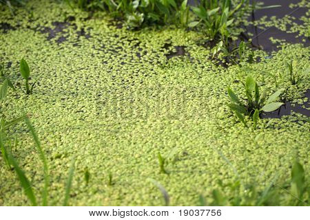 Lentilles d'eau