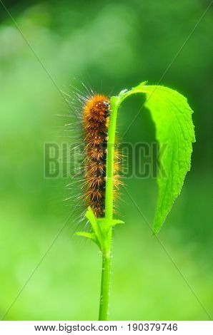 Caterpillar feeding on a leaf in garden and make damage. Caterpillar in the grass