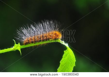Caterpillar feeding on a leaf in garden and make damage. Caterpillar in the grass