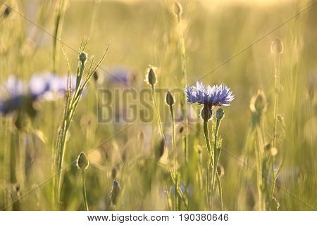 Purple Cornflower field dusk sunset sun Nature background Colors Nature background Flowers meadow Close up flowers sunrise Nature background Wildflowers sunshine Flowers Nature background Grassland Nature background Cornflowers outdoors Nature background
