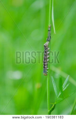 Caterpillar feeding on a leaf in garden and make damage. Caterpillar in the grass