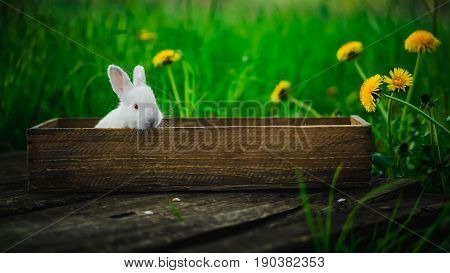 Little white rabbit sits in a box on a wooden board on a background of grass and yellow dandelions on a summer day concept: a fluffy bunny in a box.
