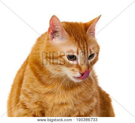 Adult red cat with overweigh isolated on a white background