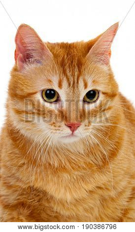 Adult red cat with overweigh isolated on a white background