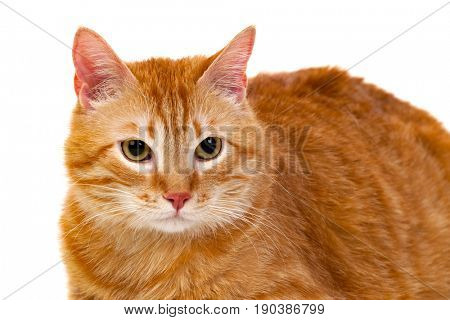 Adult red cat with overweigh isolated on a white background