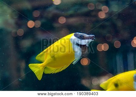 Fish Siganus Vulpinus