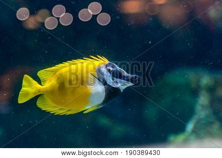 Fish Siganus Vulpinus