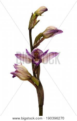 Violet Limodore Wild Orchid Flowers Over White - Limodorum Abortivum