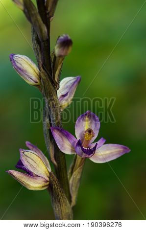 Close up on the flowers of Violet Limodore wild orchid (Limodorum abortivum) over an intense out of focus natural green background. Arrabida mountains Portugal.