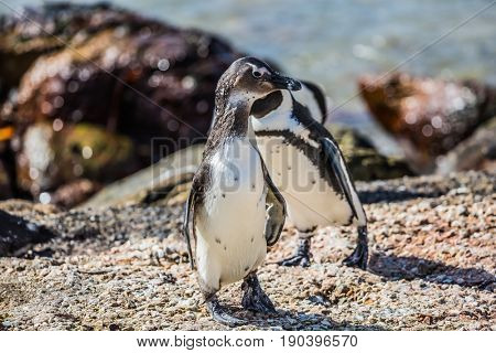 Pair of African black - white penguins on the Atlantic coast. Boulders Penguin Colony in the Table Mountain National Park, South Africa. The concept of  ecotourism