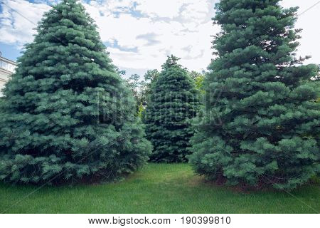 Three Abies concolor on a green grass
