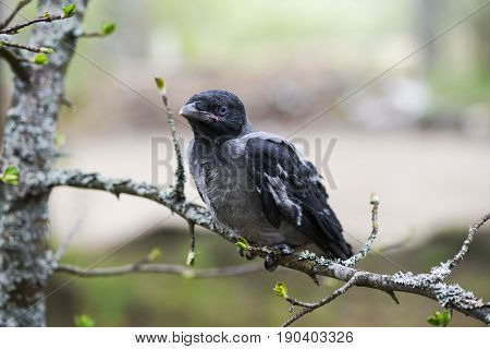 Chick Young Crows Closeup