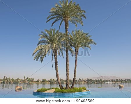 Large Date Palm Tree On Island In Infinity Swimming Pool