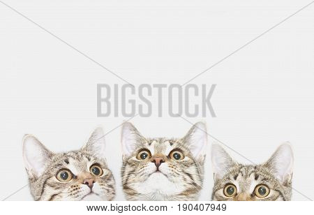Three cute kittens are waiting to be fed (or likes). Curious cats faces looking up