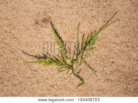 A Beautiful Closeup Of A Sea Sand And Seaside Puzzlegrass. Shallow Depth Of Field.