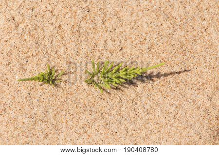 A Beautiful Closeup Of A Sea Sand And Seaside Puzzlegrass. Shallow Depth Of Field.