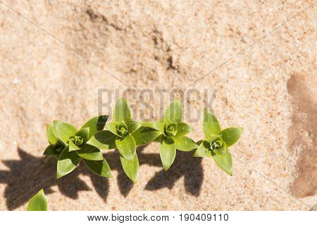 A Beautiful Minimalist Closeup Of A Sand And Sea Sandwort. Shallow Depth Of Field.