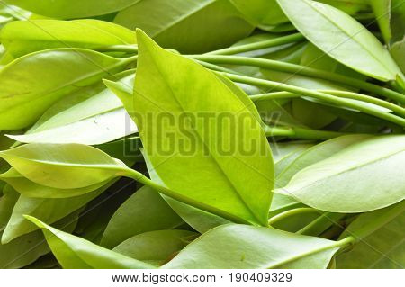 Garcinia cowa tropical herb taste sour and unique scent