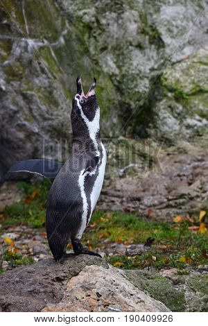 One Penguin Standing Calling On The Rocks